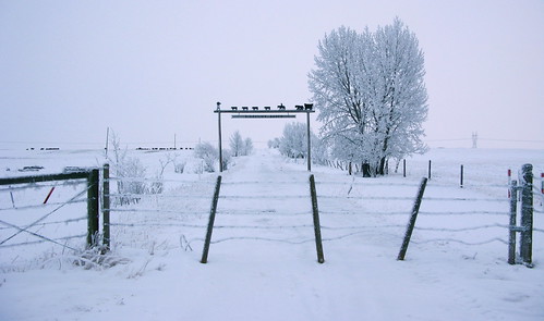 ranch winter white snow canada canon fence frost raw december earth hoarfrost farm powershot alberta freeze northamerica poles director producer 2009 g9 canong9 nealedelstein ridgeviewranch