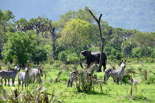 africa trip vacation holiday elephant game tanzania nationalpark diary journal reserve safari story zebra account preserve narrative selous recap