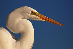Great Egret at Harts Landing