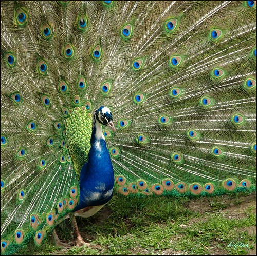 bird geotagged peacock nikkor vogel d300 pfau 1685mmf3556gvr 1685vr haustierhofreutemühle gimp26 geo:lat=47785267 geo:lon=9198228