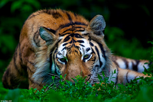animals zoo wildlife tiger 2009 peoriail peoriazoo canon5dmarkii
