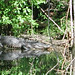 Alligator Canal   DSCN1729