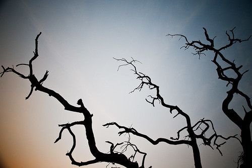 sunset sky india tree silhouette ellora vagabonding vagabonding200910