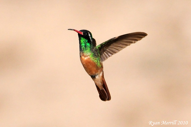 Xantus's Hummingbird | Explore rjm284's photos on Flickr ...