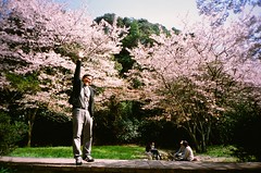 Cherry blossom at Fukuoka