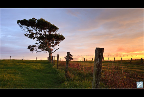 tree field sunrise canon fence landscape australia queensland canonef1740mmf4lusm goldenhour mtmee 5dmkii