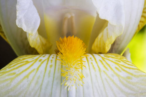 white flower macro yellow beardediris ghholt