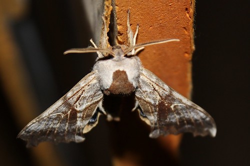 moth oneeyedsphinx smerinthuscerisyi