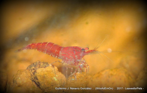 Neocaridina davidi. Redcherry Shrimp