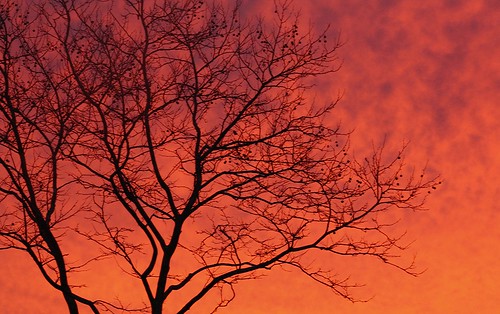 sky tree clouds sunrise md columbia