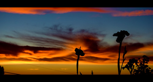 morning red sky orange flower colour sunrise southafrica early durban kzn flickraward nikonflickraward 4tografie