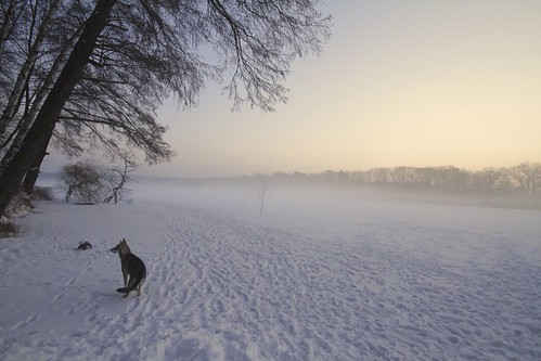 morning winter dog snow nature fog canon foggy pale 7d beforesunrise