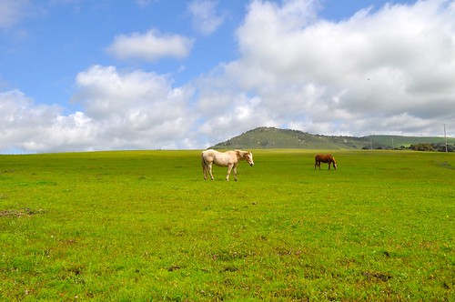 ranch horses sun grass clouds landscape farm