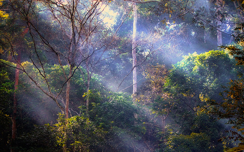 lumix rainforest panasonic jungle malaysia rol tarzan hutan jeram seremban toi naturesfinest kabus platinumphoto fz28 ishafizan sailsevenseas