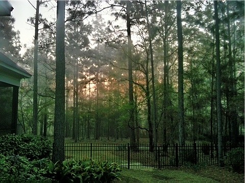 morning trees green fog sunrise