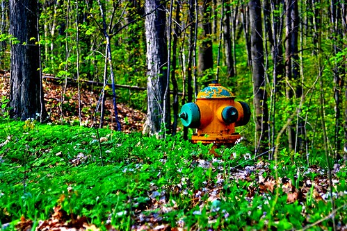 park flowers trees sunset macro forest sunrise spring seasons path blossoms logs firehydrant land hdr decaying glade cycles tract ovaries undergrowth ldr herbaceous ephemerals ortoneffect markinglen kalamazoocountypark powerofroots