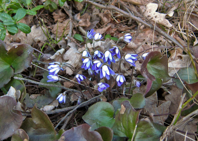 Flores de la primavera en Finlandia