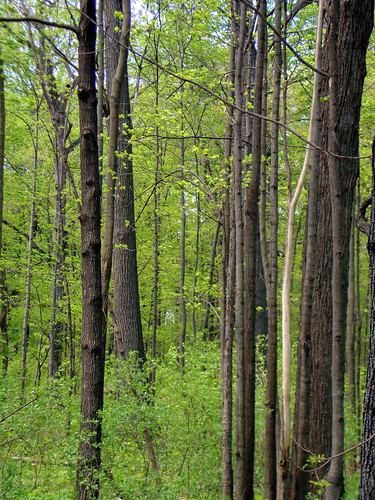 trees tree uw nature wisconsin woods scenery natural scenic arboretum trail wi naturetrail marshfield arboretumtrail uwmarshfield arboretumnaturetrail uwmarshfieldarboretumnaturetrail