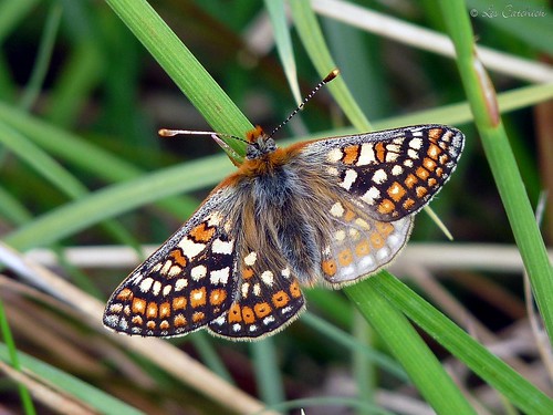 uk sc butterfly lincolnshire marshfritillary lpjc euphydryasaurinia chambersfarmwood