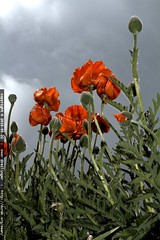 red poppy flowers under a cloudy sky 