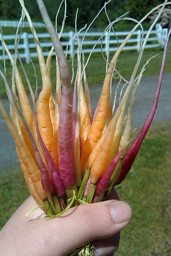 First crop of baby carrots