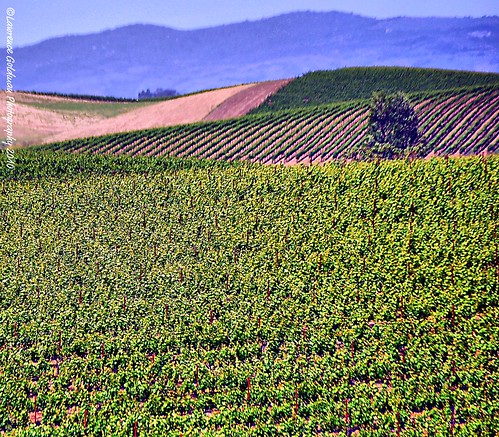 california northerncalifornia landscape scenic vineyards winecountry nikond90 lawrencegoldman lhg11