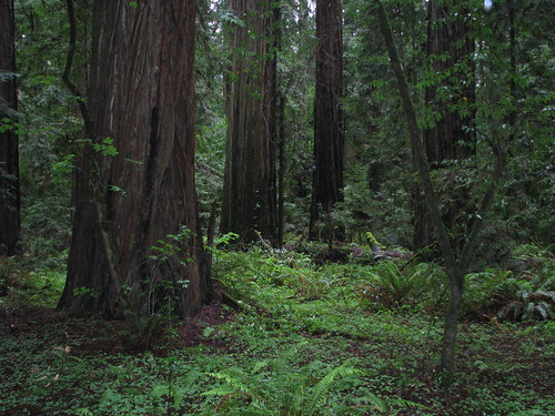 california may 2010 avenueofthegiants redwoodnationalforest fklanegrove humboltdtredwoodsstatepark