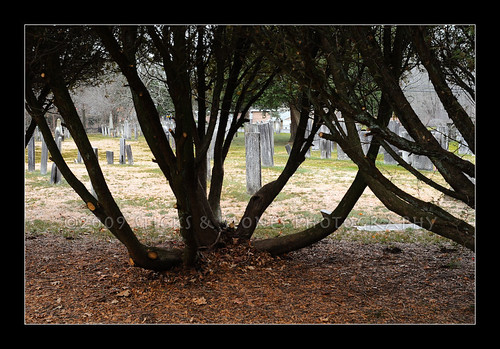 trees cemetery grave graveyard nikon headstone tomb tombstone gravestone burialground d300 sticksandstonesphoto