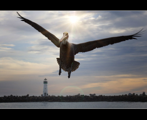 california sunset santacruz lighthouse house beach clouds marina harbor inflight wings nikon waves pelican lensflare nikkor 70200 d90 vrii afs70200mmf28gedvrii