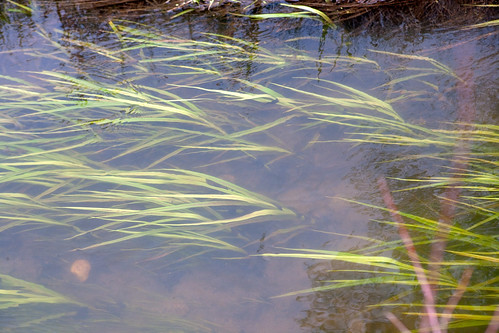 water grass river colorado co akrt2009