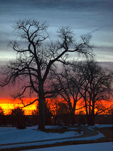 trees snow sunrise colorado silhoette sidewalks cottonwoods cottonwoodtrees lakewoodcolorado addenbrookpark