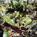 beets growing in a corner of the childrens' garden