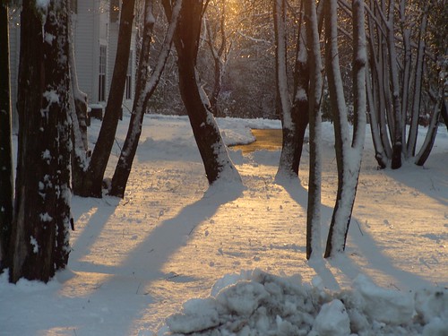 trees winter sunset snow shadows angles