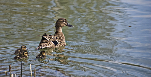 family rio familia swim river duck nadar pollos patos palencia patitos
