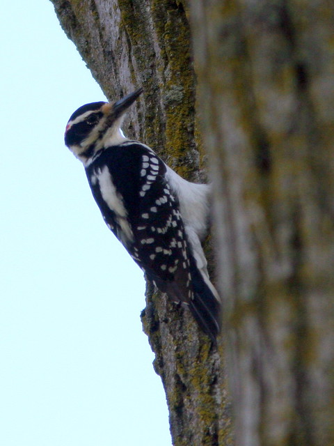 Hairy Woodpecker 2-20100415