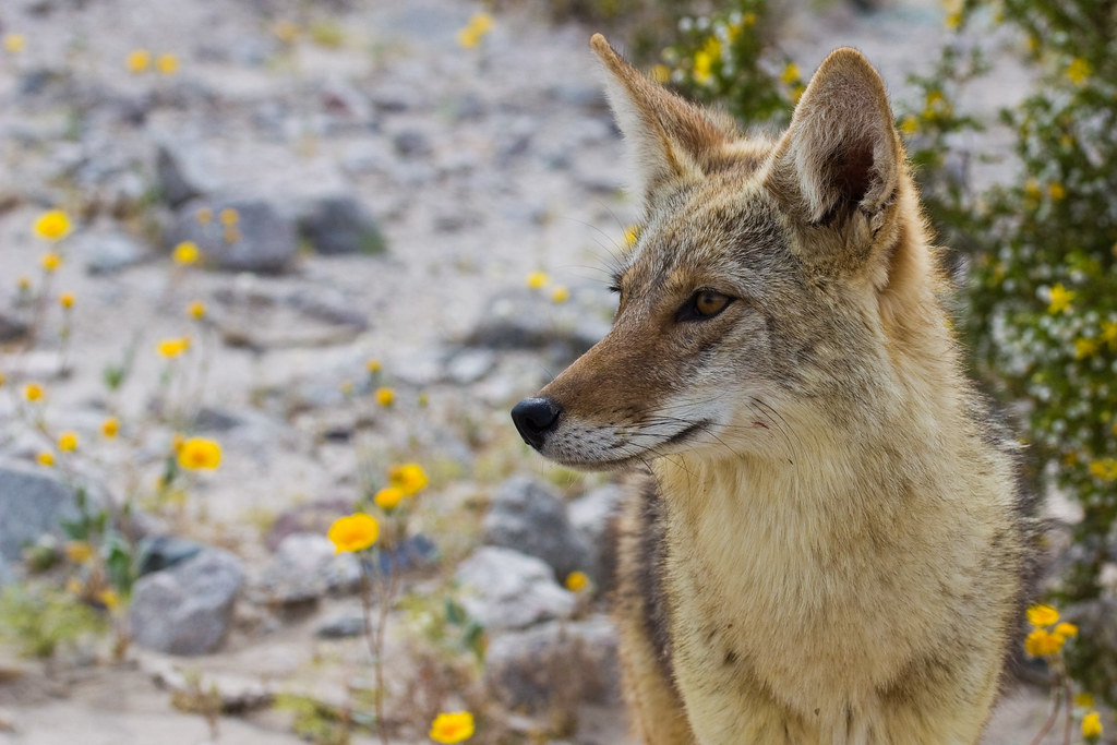 Coyote (Mammals of Alabama) · iNaturalist.org