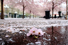 Cherry Blossoms in Kungsträdgården May 14 2010