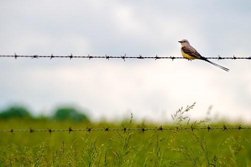 green bird yellow fence wire barbedwire project365 afsvrzoomnikkor70200mmf28gifed