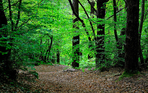 green forest brittany bretagne vert breizh foret finistère sousbois d700 brestitude lafoorestlanderneau