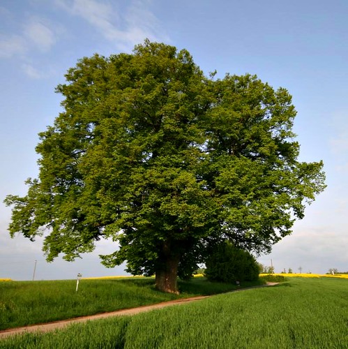 nature germany deutschland spring arbre baum linde limetree sigma1020mm badenwürttemberg lindentree magstadt winterlinde hoherbaumoldtree