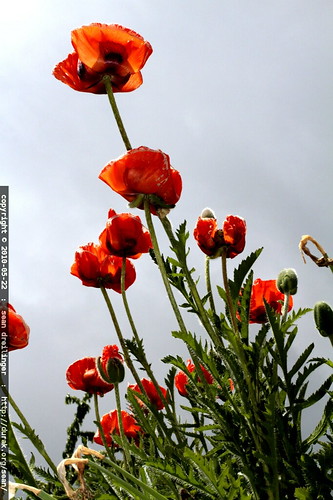 red poppy flowers under a cloudy sky