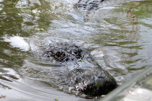 slidell louisiana gator alligator swamp elguapo honeyislandswamp sttammanyparish honeyislandswamptour drwagnershoneyislandswamptours drwagnershoneyislandswamptour maraisdelîledemiel paroissedesainttammany