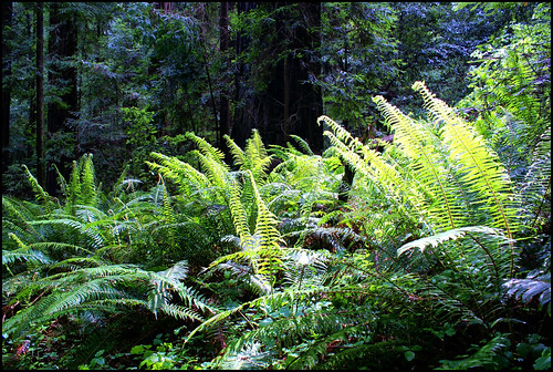 california forest redwoods ferns legacy humboldtcounty tqm netart 2010 tistheseason swp avenueofthegiants goldengallery scrapping61 stunningshots awardtree daarklands sailsevenseas daarklandsexcellence heavensshots natureskingdom pinnaclephotography