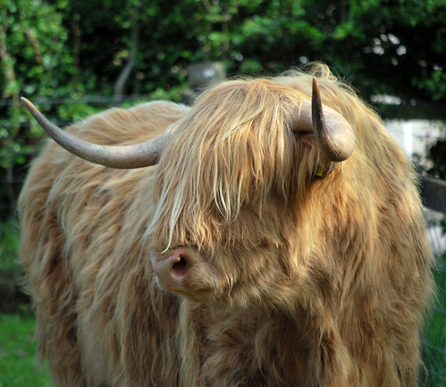 pictures uk trip vacation holiday green scotland cow photo nikon holidays cattle image photos picture horns images tourist highland gretna horn vacations highlandcattle dumfries galloway dumfriesandgalloway highlandcow d60 gretnagreen scotlands nikond60 travelscotland holidayscotland holidayinscotland vacationscotland cowhighland scotlandpeople gretnaweddings scotlandtourism holidaysscotland scotlandis gretnawedding gretnaoutlet gretnamarriage blacksmithsgretna gretnamarriages flowersgretna weddingsatgretna weddingsingretna gretnaweddingvenues weddingatgretna weddinggretnagreen gretnagreenscotland thegretnagreen gretnagreentravel gretnagreenmarriages weddingsatgretnagreen weddingingretnagreen scotlandbreaks holidaysinscotland aboutscotland scotlandtouristinformation discoverscotland