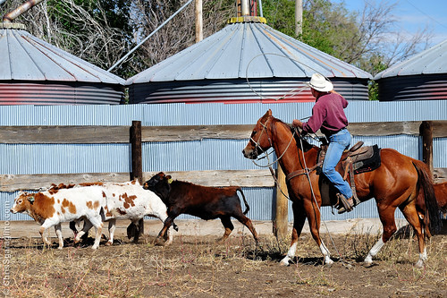 ranch horse usa cowboy colorado coloradosprings land longhorn acres calf izzy branding calves gather ropping