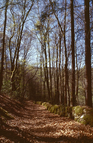 france 35mm kodak printemps chemin forêt corrèze plateaudemillevaches stsulpicelesbois