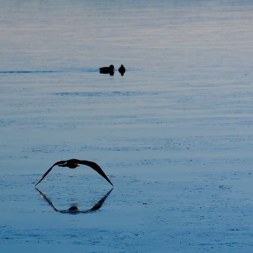 winter sea reflection ice water duck seagull gull oslofjord oslofjorden naustvik ef70200mmf4lisusm canoneos40d jarlenaustvik nofk