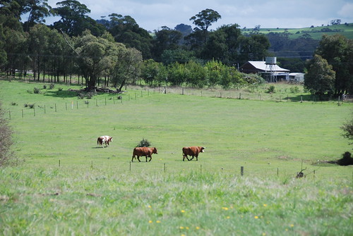 cattle australia nsw majorscreek