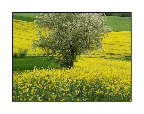 france jaune lot vert agriculture paysage et arbre garonne champ randonnée colza saule