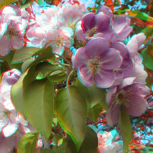 tree stereoscopic stereophoto 3d blossoms anaglyph iowa siouxcity anaglyphs redcyan 3dimages 3dimage 3dphoto 3dphotos 3dpictures stereopicture 3dpicture